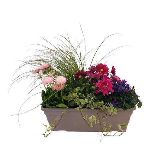 Jardinière de bisannuelles et vivaces 40 cm - Coloris variables