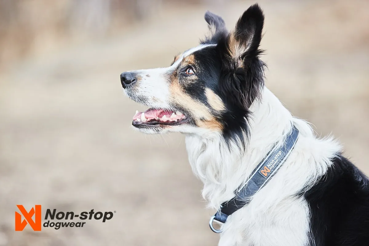 Non-stop Dogwear Cruise Collar Orange
