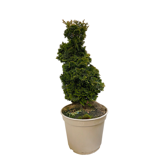 Chamaecyparis obtusa Aurora : H 25/30 cm pot 4 L