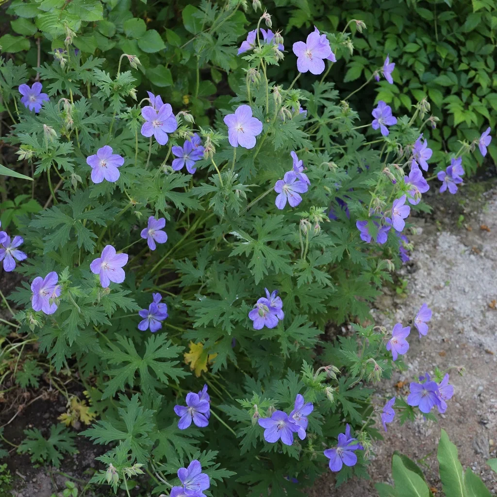 Geranium 'Johnson's Blue' Storkenebb 'Johnson's Blue' Ø11 cm
