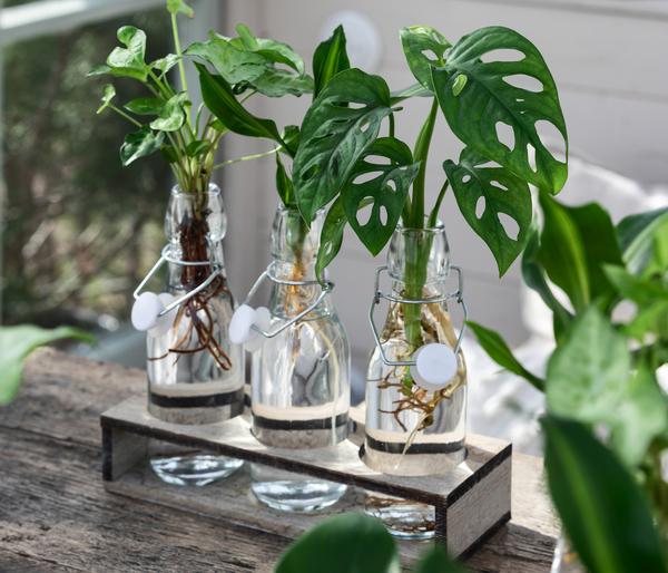 Waterplant-Set Trio in Glasflaschen, 3-teilig