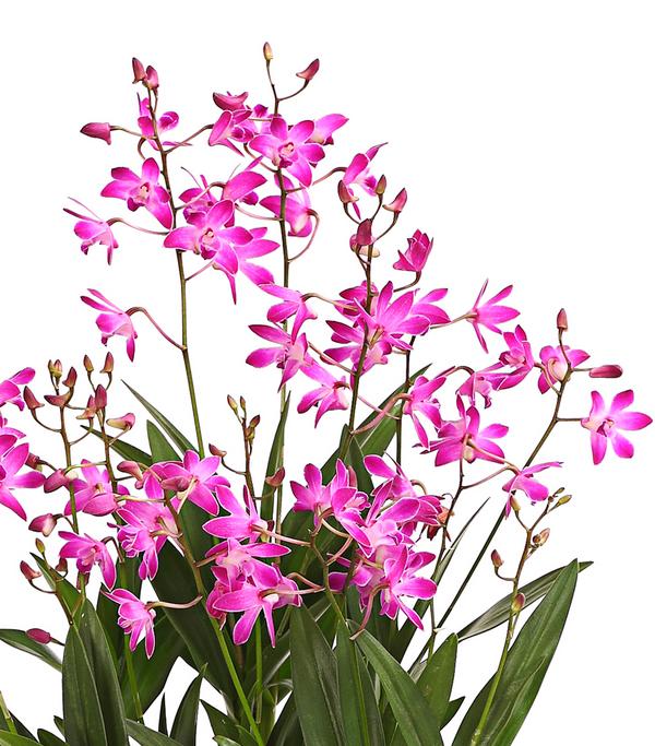Duft-Traubenorchidee - Dendrobium kingianum