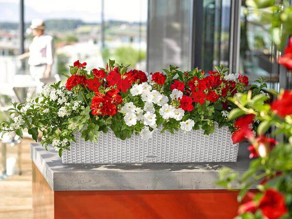 LECHUZA® Kunststoff-Kasten Balconera Cottage,