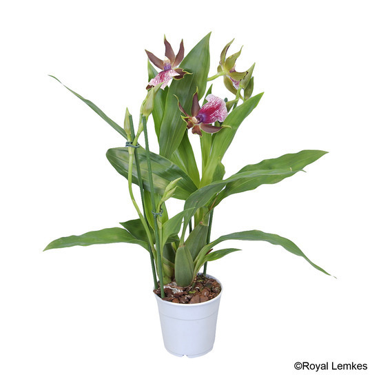 Orchidée Zygopetalum 1 tige - pot D.12 cm
