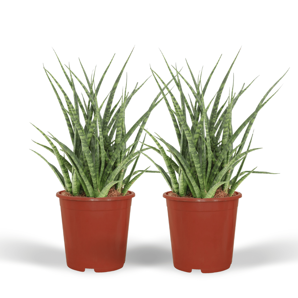 Plante d'intérieur - sansevieria fernwood punk - lot de 2 30cm