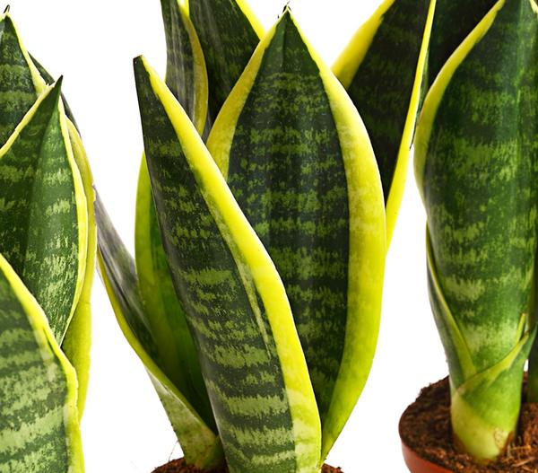 Bogenhanf - Sansevieria trifasciata, 3er-Set