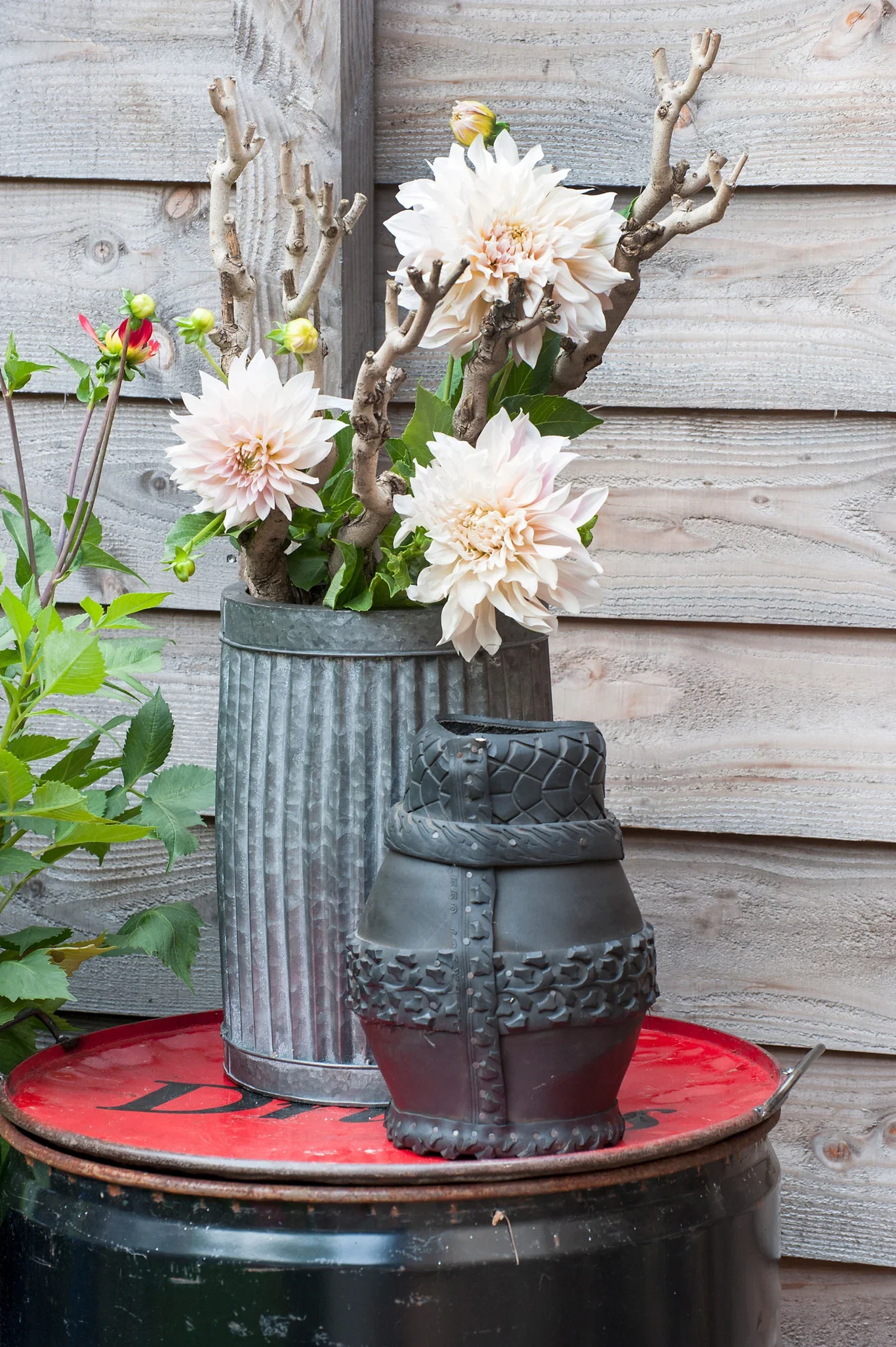 Dahlia x pinnata 'Cafe Au Lait' Georgine 'Cafe Au Lait' 2 pk