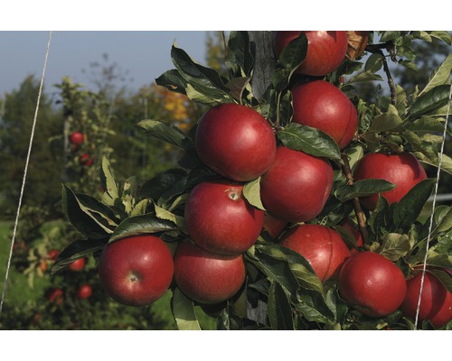 Biologische winterappel FloraSelf Biologische Malus domestica 'Jonagold' Stamhoogte ca. 60 cm Totale hoogte 130-150 cm Co 7,5 L Struik