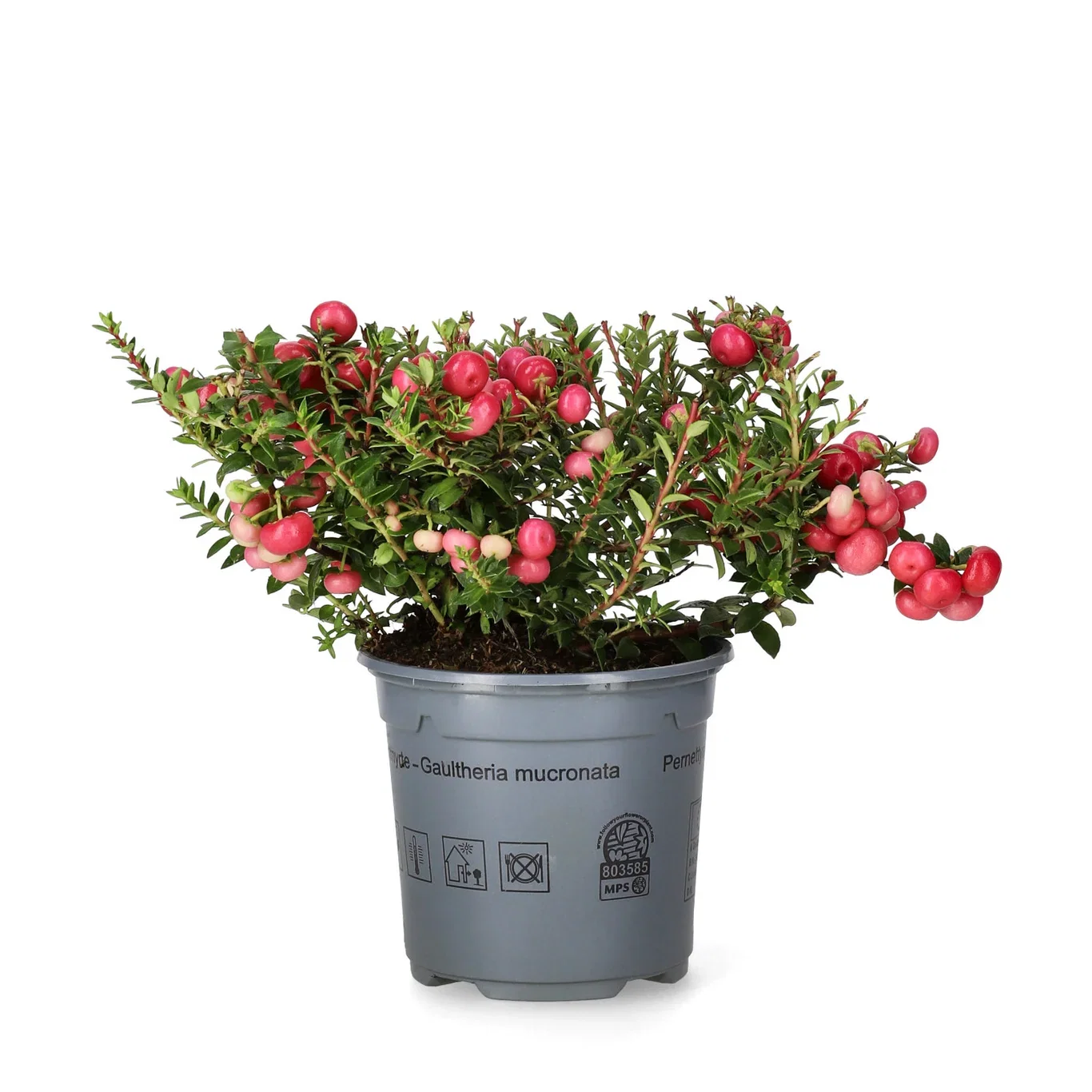 Gaultheria mucronata Bærmyrt Ø10,5 cm
