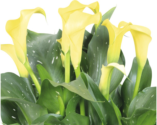 Kamer calla lelie FloraSelf Zantedeschia 'Sunclub' H 40-45 cm Ø 13 cm pot geel