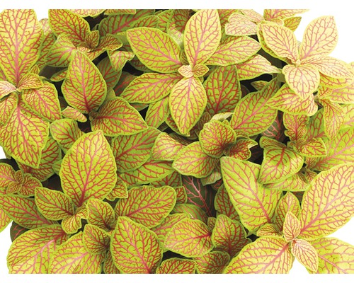 Mozaïekplant FloraSelf Fittonia verschaffeltii 'Skeleton' H 15-17 cm Ø 12 cm pot