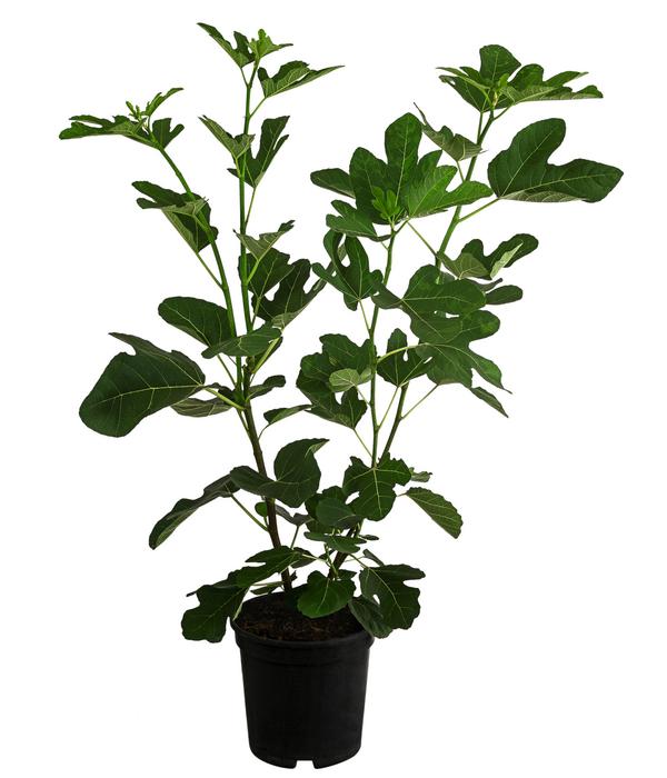 Feige 'Jannot'
