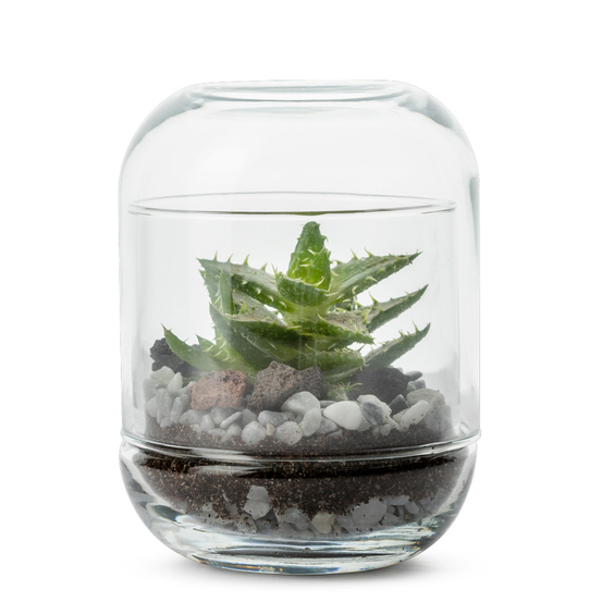 Terrarium fermé autonome Capsule Succulentes