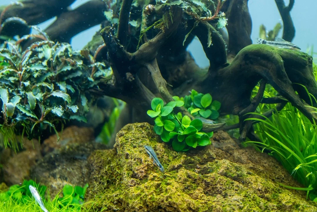 Waterplant Anubias Barteri Mini Coin