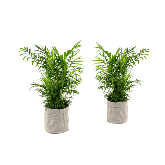 Palmier, Chamaedorea elegans - pot D17cm