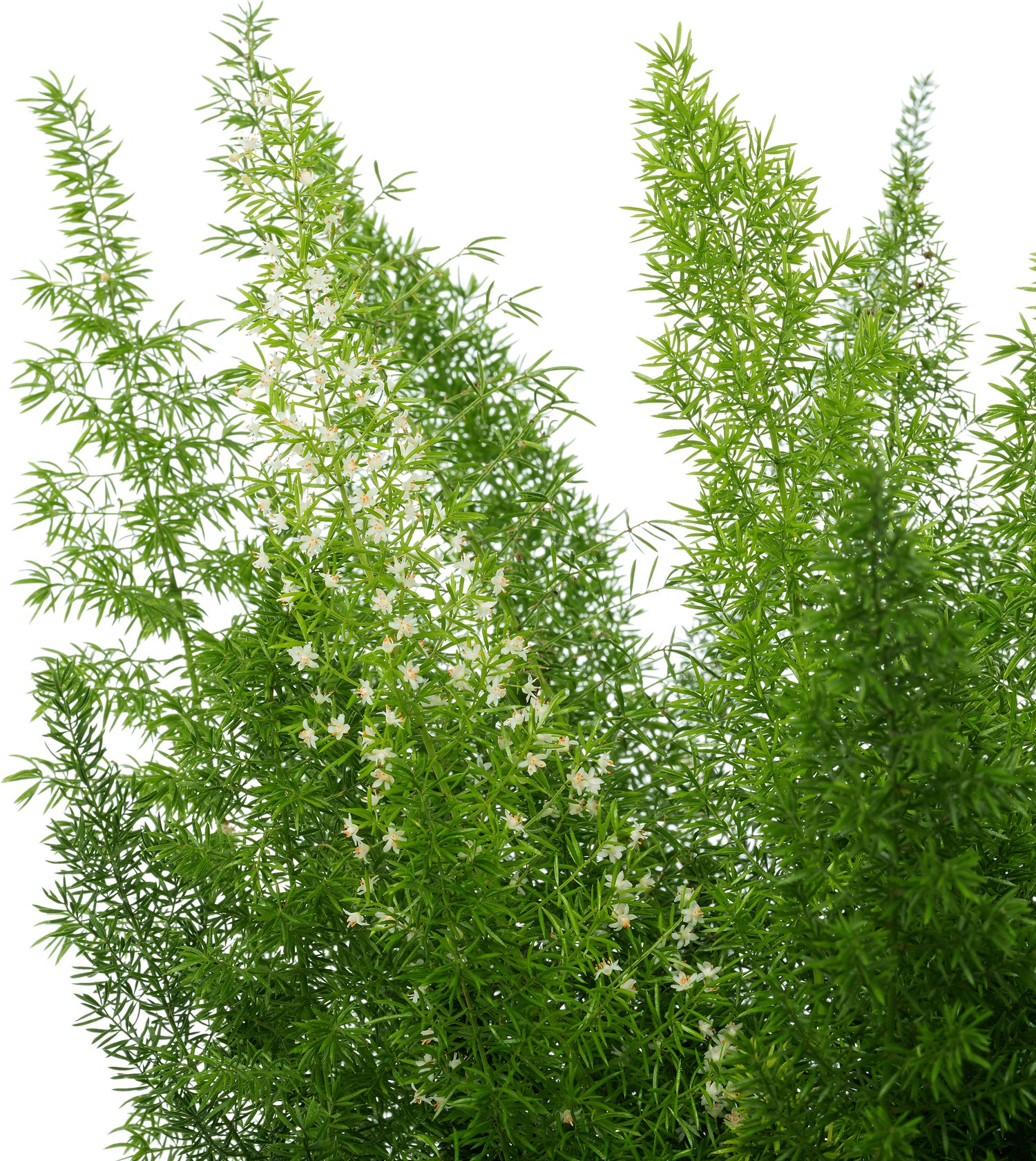 Sierasperge (Asparagus densiflorus 'Meyers') D 21 H 50 cm