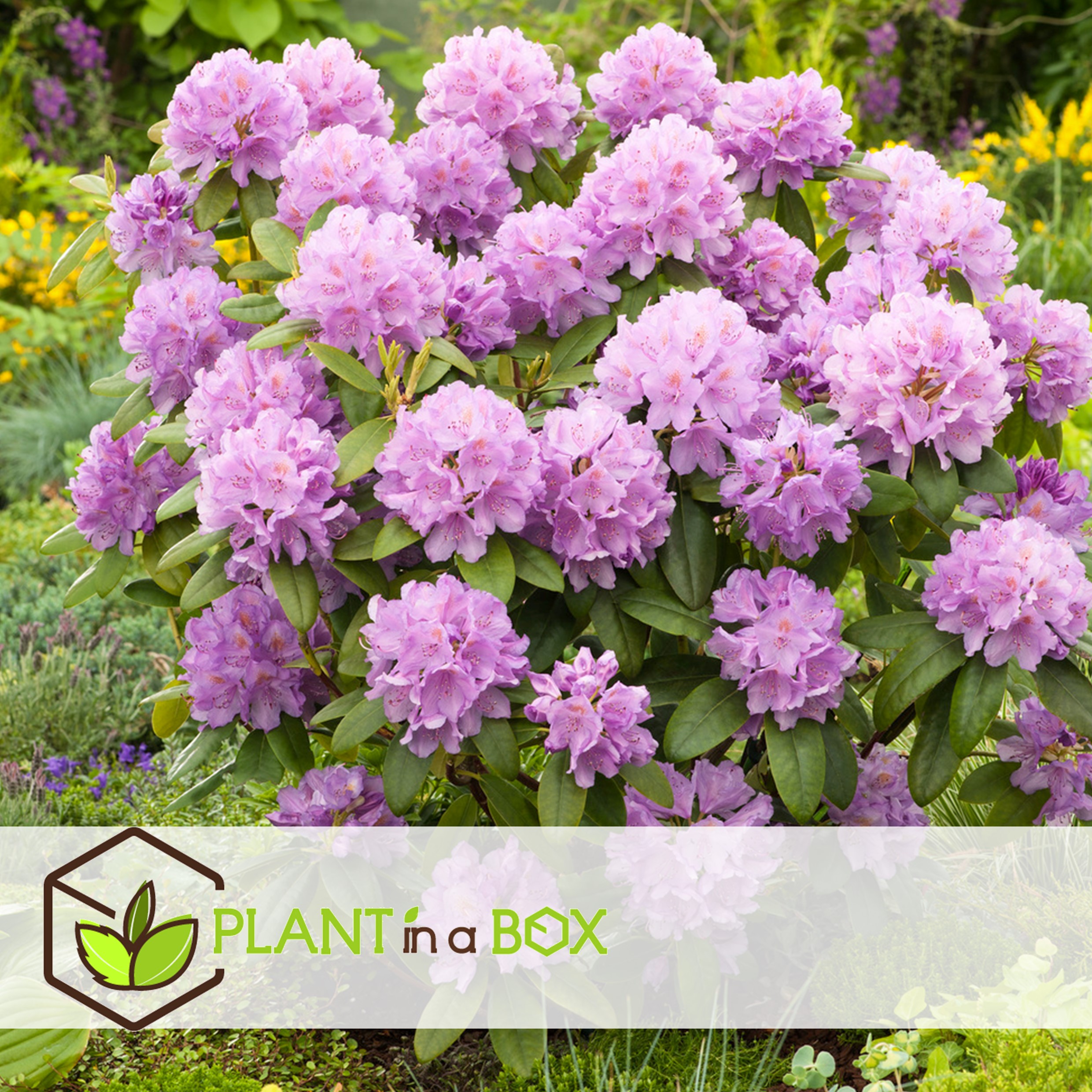 Rhododendron catawbiense purple- set de 3 - violet - pot 9cm - hauteur 25-40cm