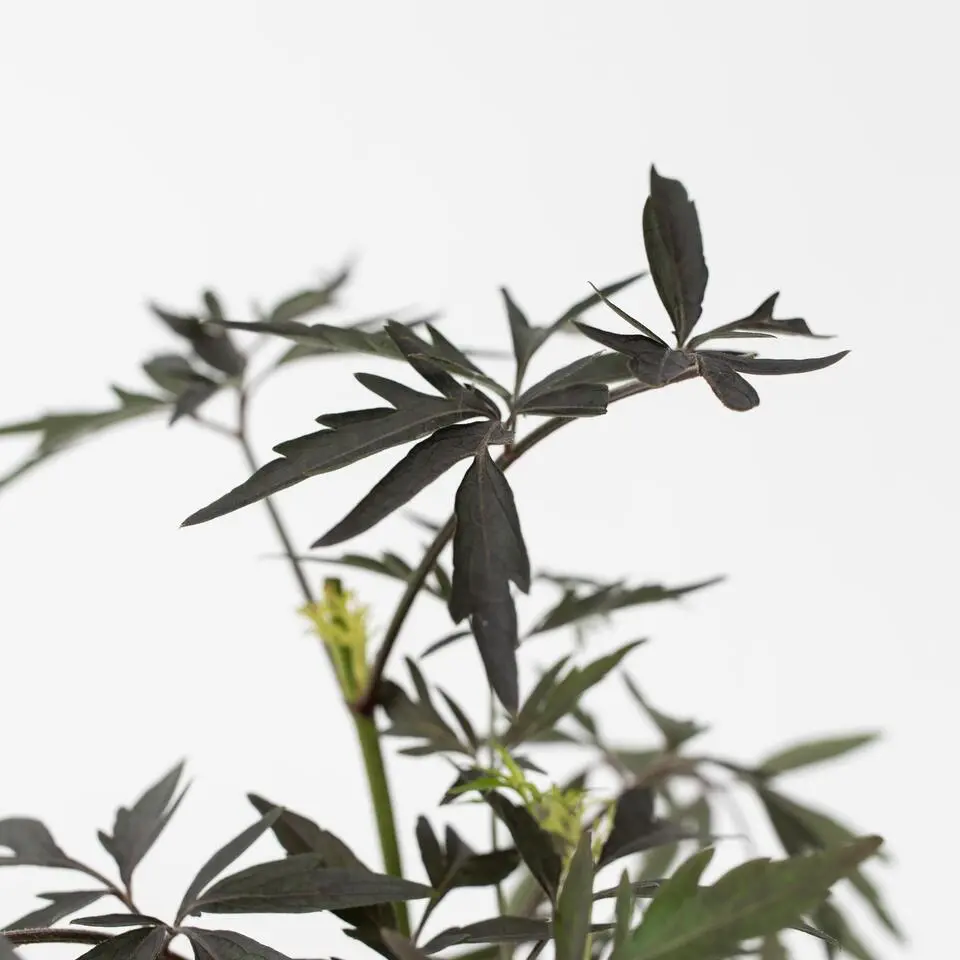 Zwarte vlier - Set van 2 - Sambucus nigra 'Black Lace' - Hoogte 25-40cm - ⌀17cm