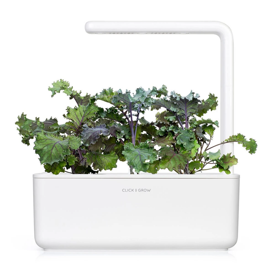 Click and Grow -Smart Garden Refill 3-pack - Red Kale (SGR47X3)
