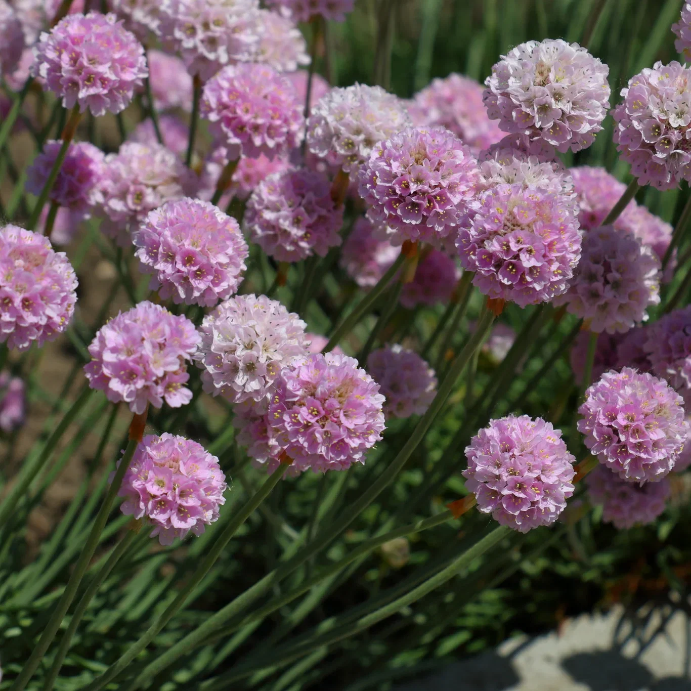 Armeria maritima 'Splendens Perfecta' Fjørekoll 'Splendens Perfecta' Ø11 cm