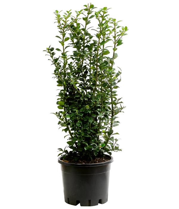Stechpalme 'Heckenfee'