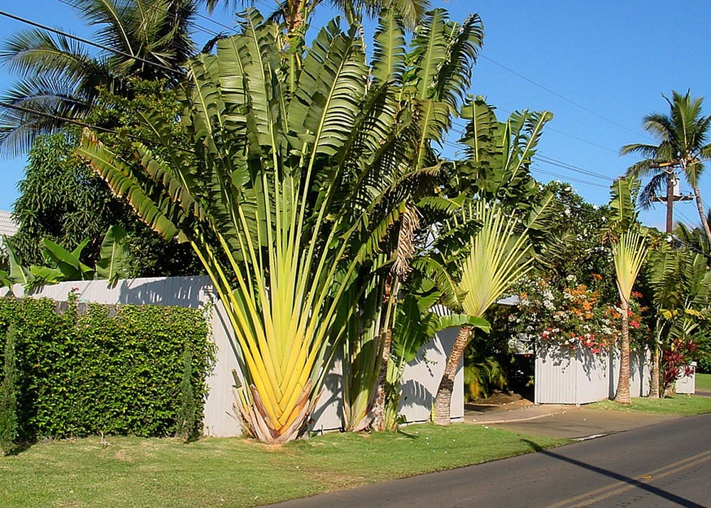 Kit cadeau - arbre du voyageur - 8 graines - ravenala madagascariensis