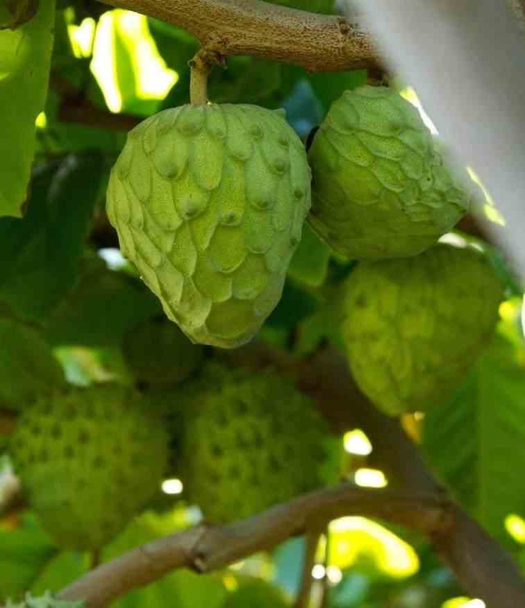 Annona cherimola (cherimoya) jaune - taille pot de 7 litres ? 100/120 cm