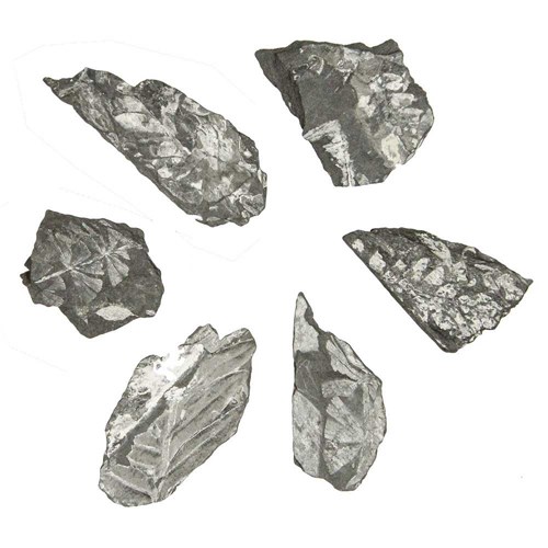 Feuille fougère pecopteris fossilisée