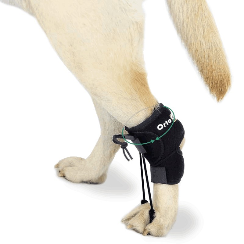 Corretor proprioceptivo