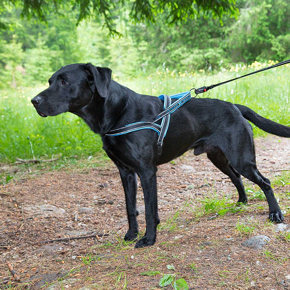Ferplast harnais de type suédois pour chiens sport dog p large, adaptabilité parfaite, rembourrage souple, coutures