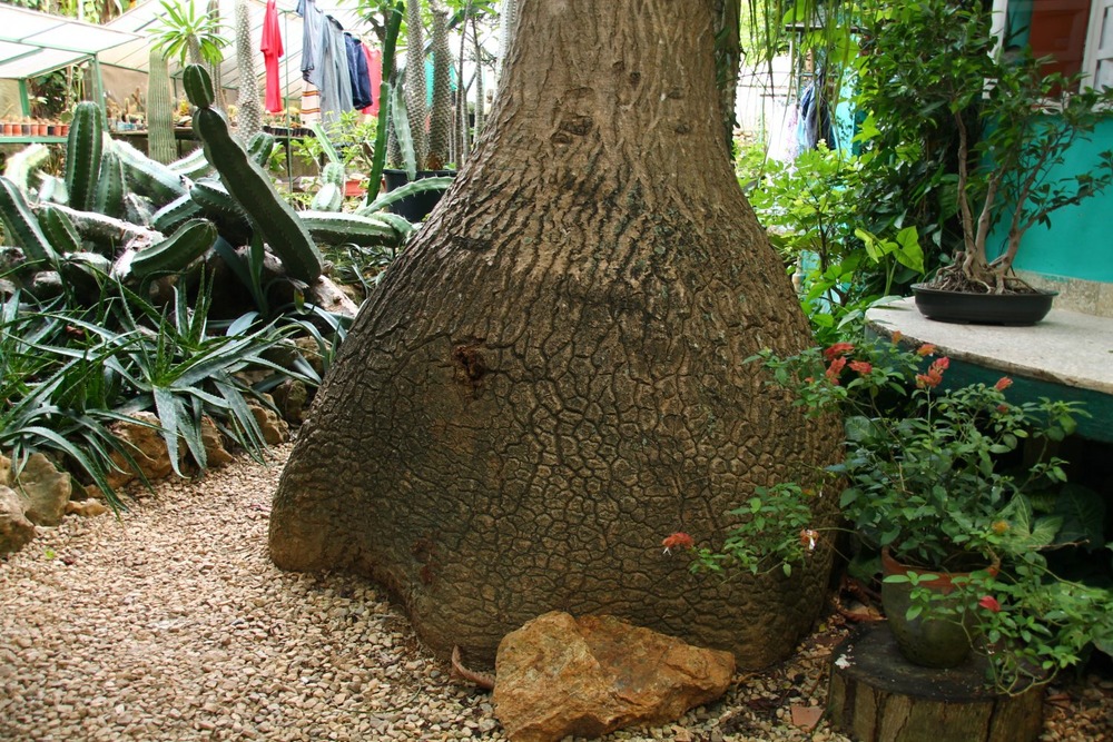 Pied d'éléphant - 10 graines - avec substrat - beaucarnea recurvata