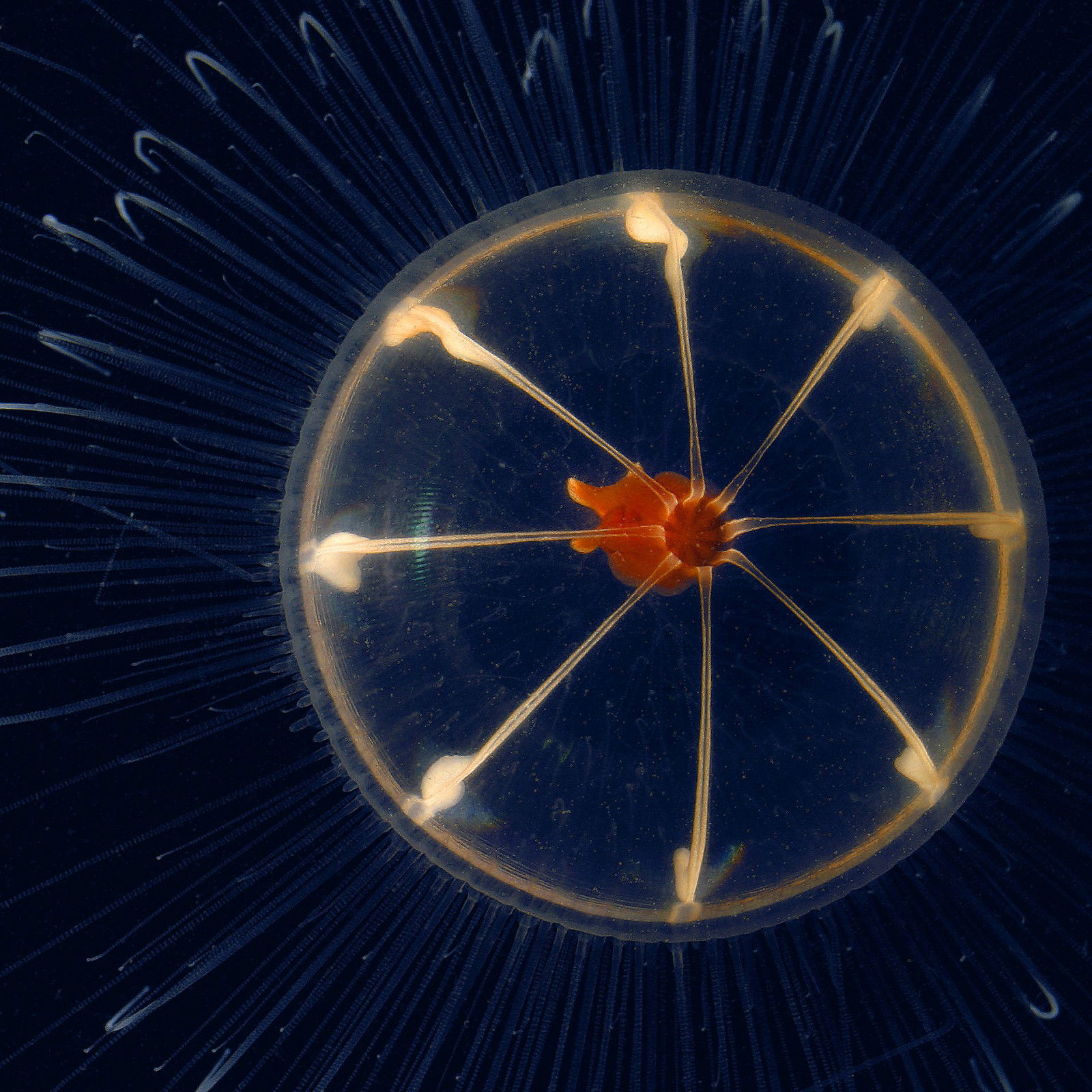 Hidden ocean 5 Trachymedusa by Kevin Raskoff - Limited Edition. Edition of: 150. Signed.