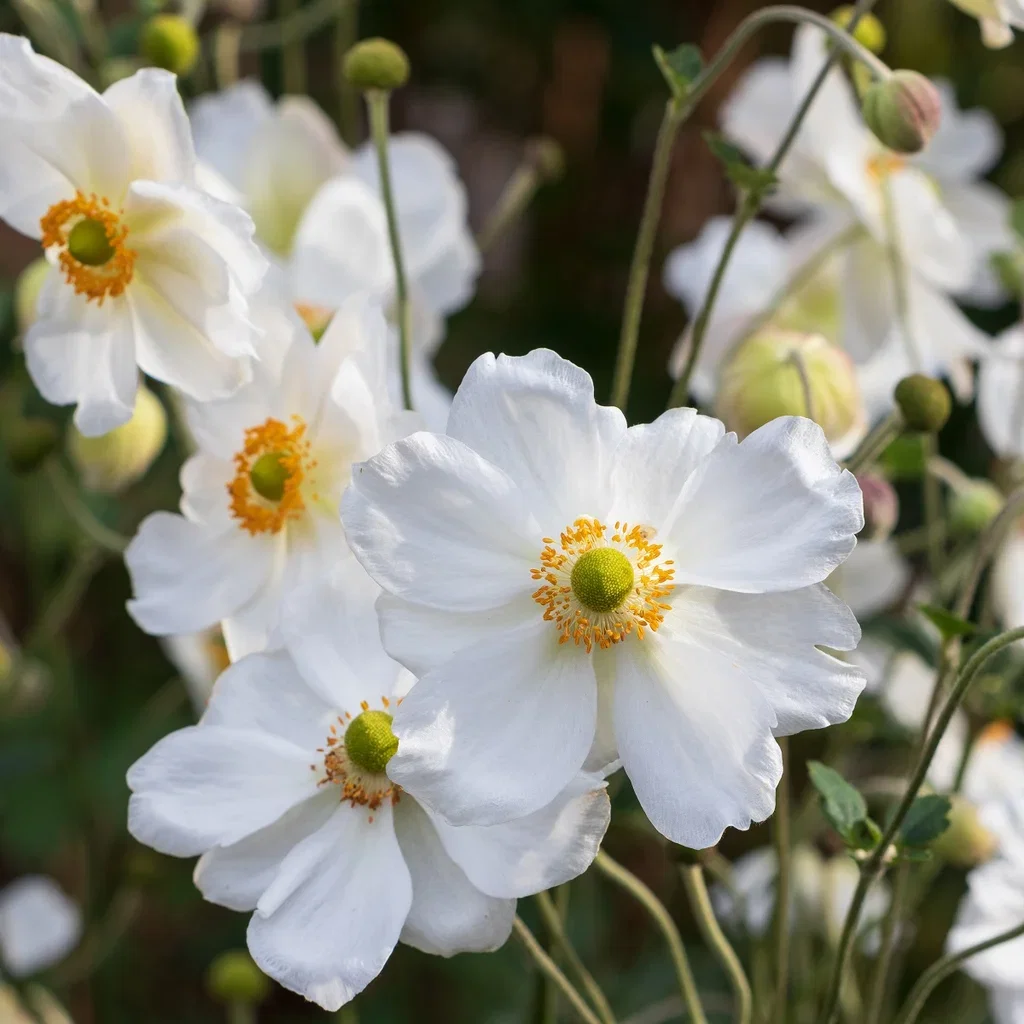Anemone x hybrida 'Honorine Jobert' Høstanemone 'Honorine Jobert' Ø11 cm