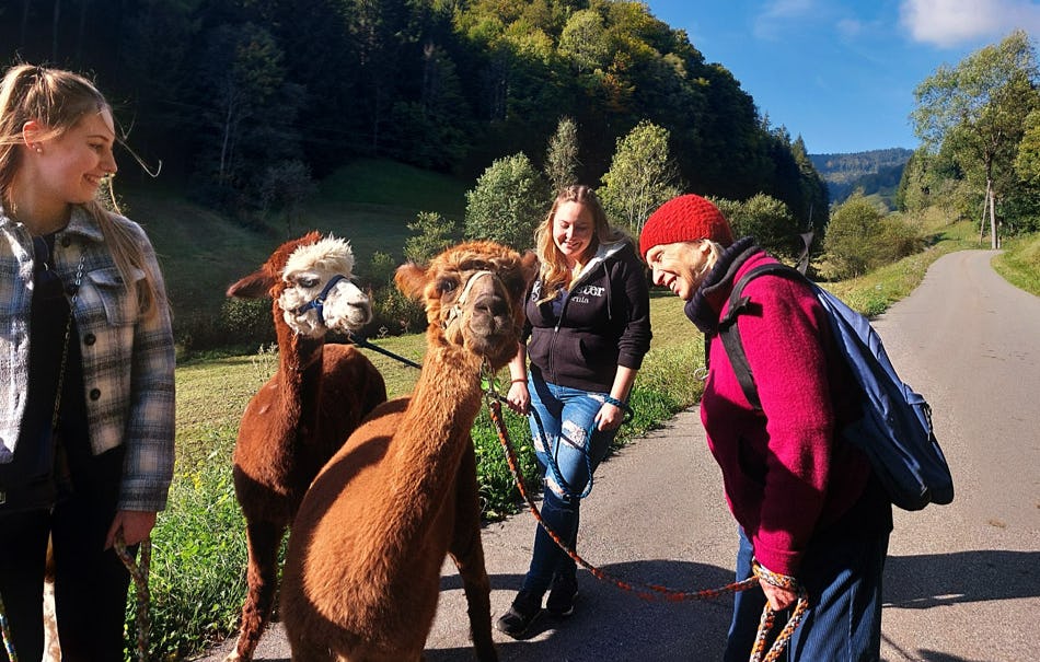Alpaka Wanderung Kleines Wiesental