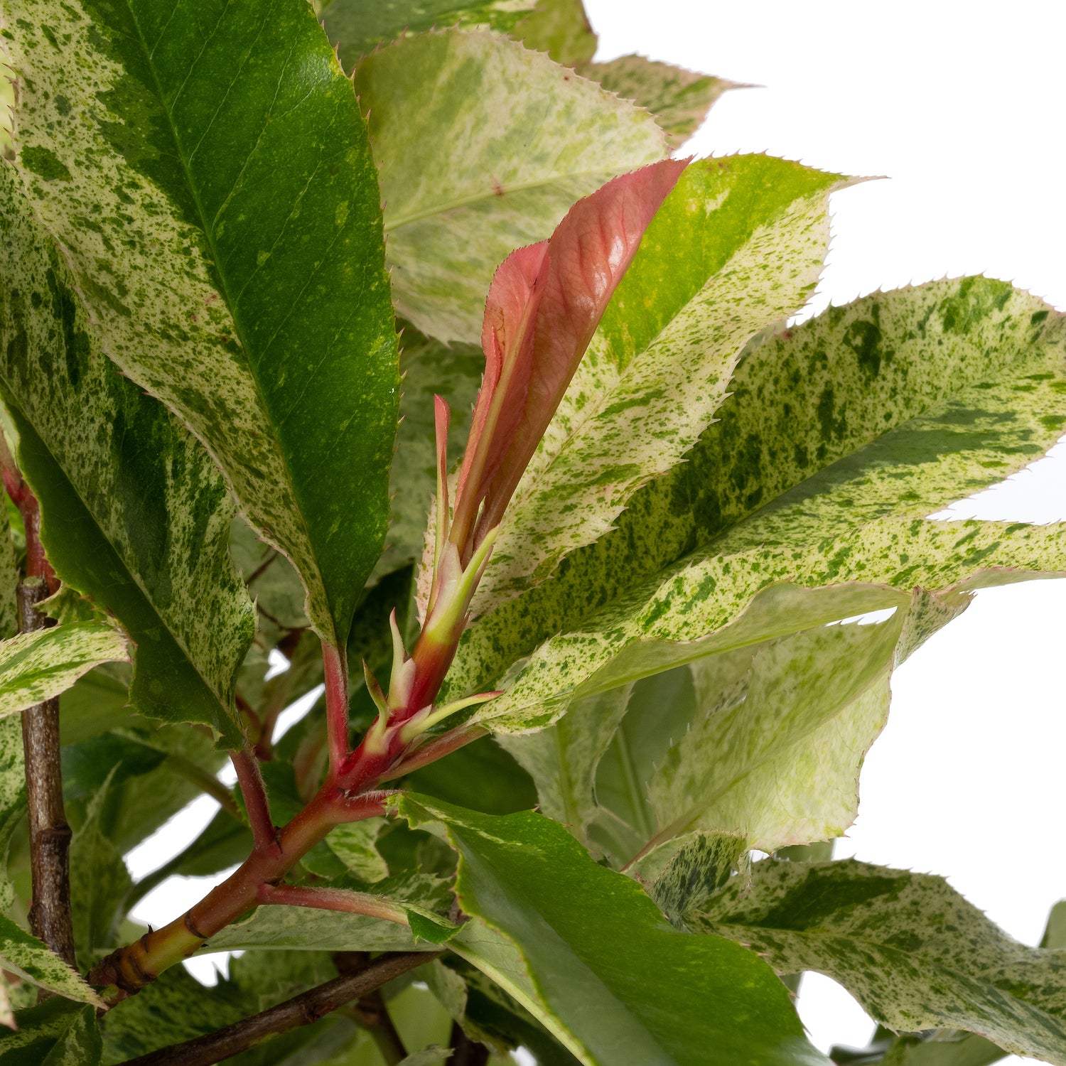 Glansmispel (Photinia x fraseri 'Pink Crispy') D 19 H 30 cm