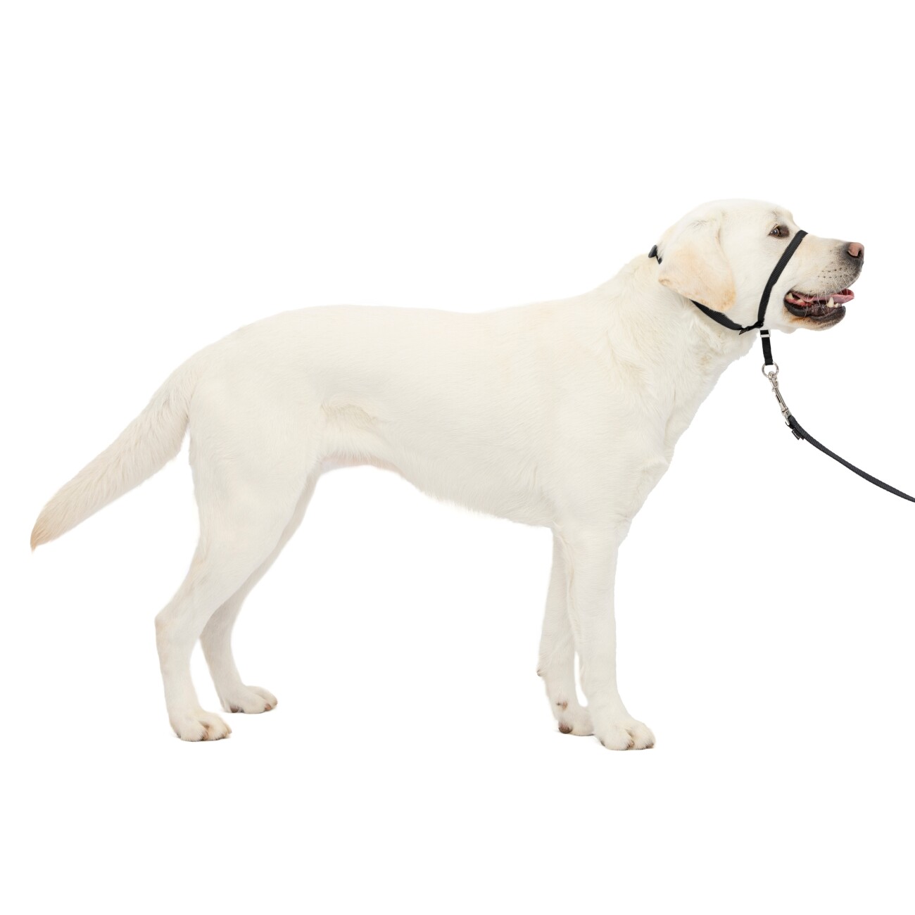 PetSafe Easy Walk Hundekopfhalfter L