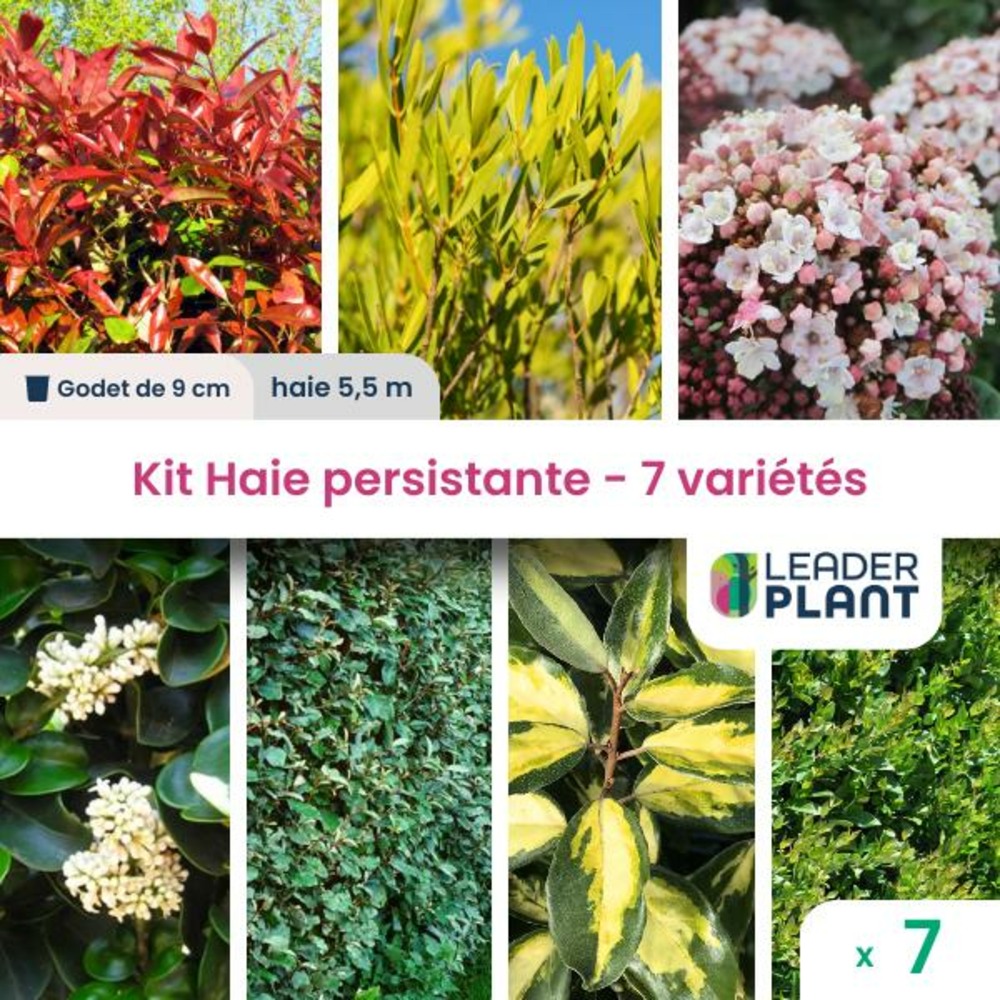 Kit haie persistante - 7 variétés - lot de 7 plants en godet