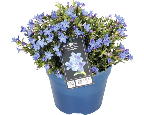 Steenzaad FloraSelf Lithodora diffusa 'Heavenly Blue' Co 1.5 L