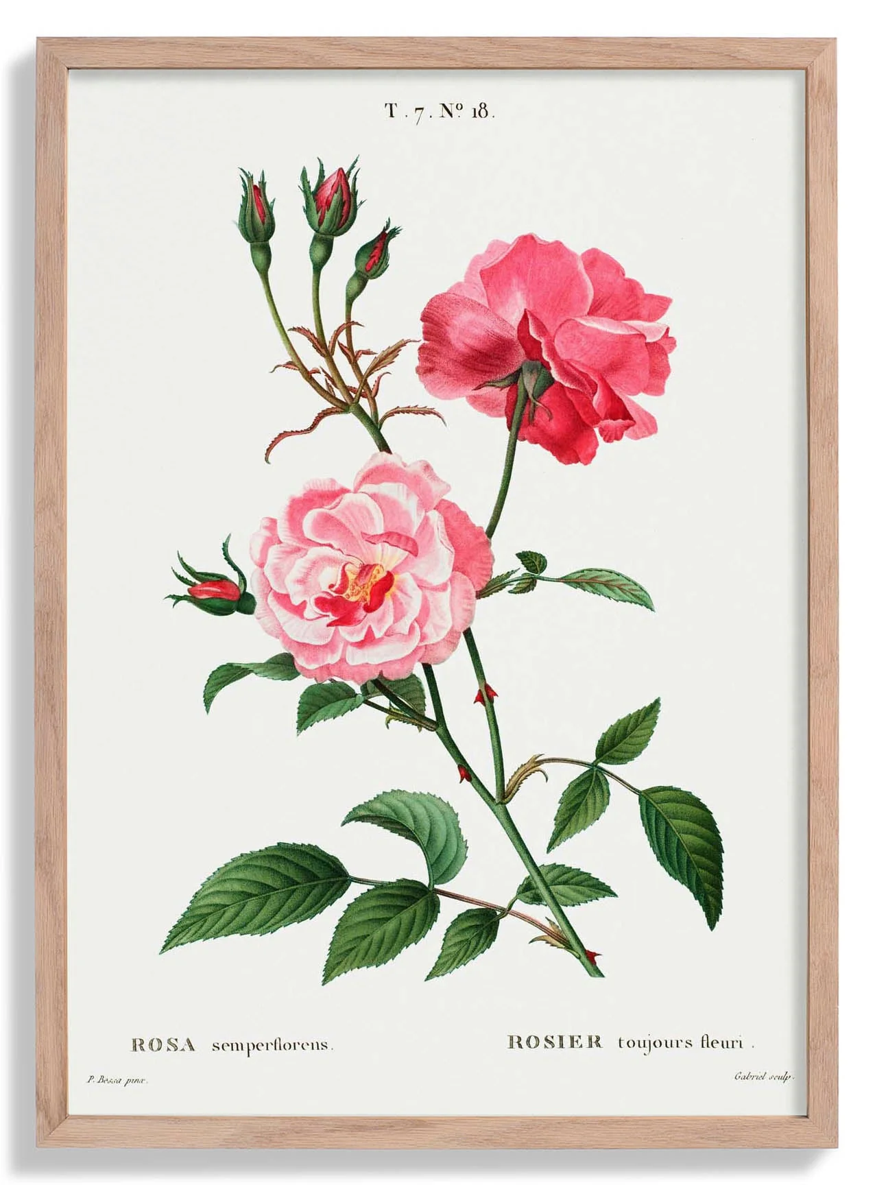 Rosa Semperfloreans
