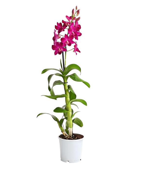 Dendrobium - Dendrobium cultivaris,