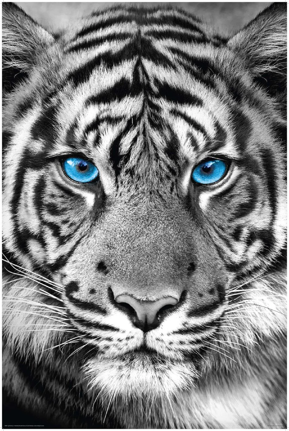 Poster Tiger Blue Eyes, 61 x 91 cm