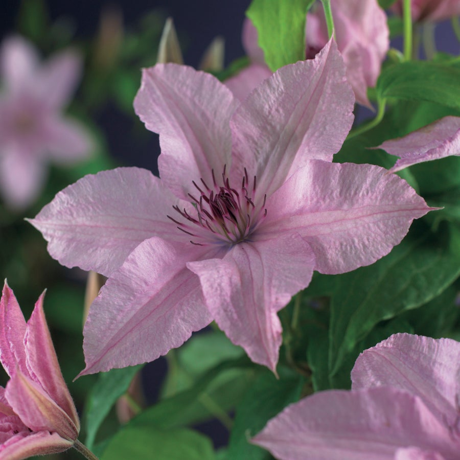 Bosrank (Clematis 'Hagley Hybrid') D 23 H 210 cm