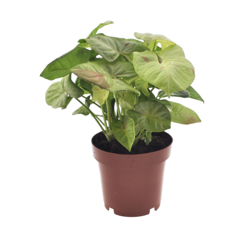 Plante d'intérieur - syngonium milk confetti 20.0cm