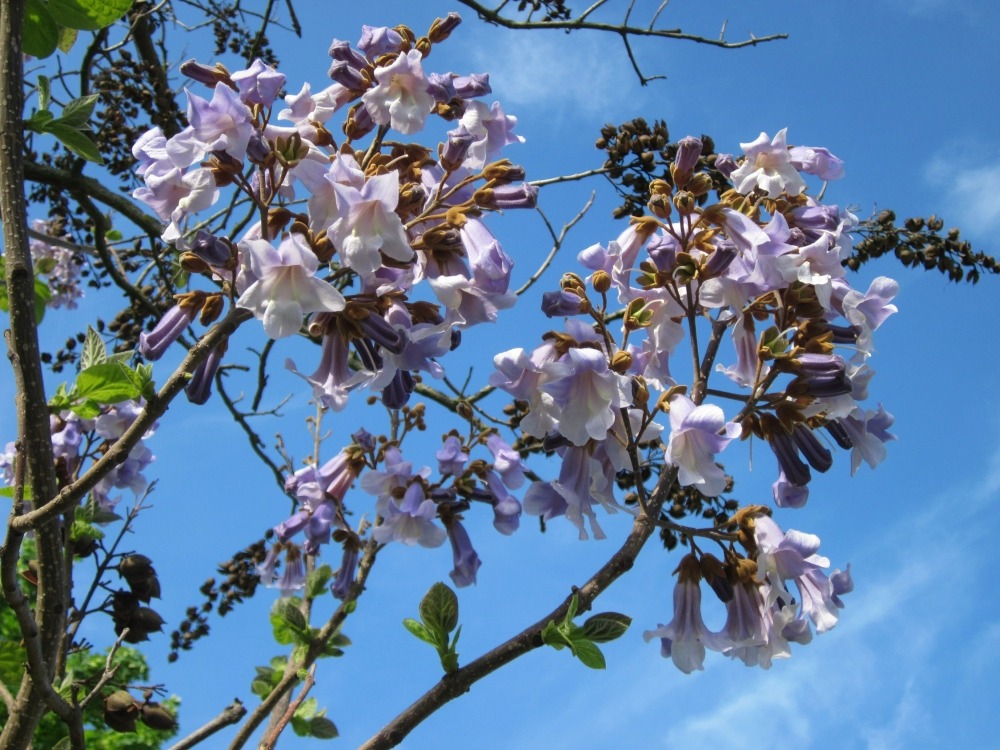 Arbre impérial - 200 graines - avec substrat - paulownia tomentosa