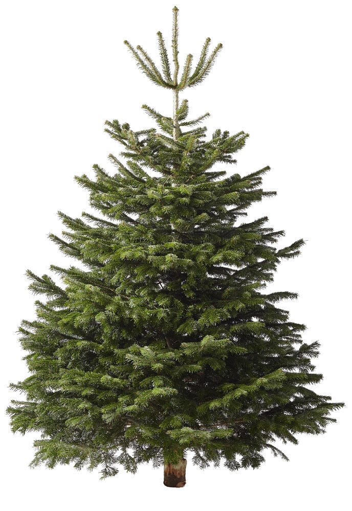 Nordmann gezaagd - Kerstboom - 225 cm