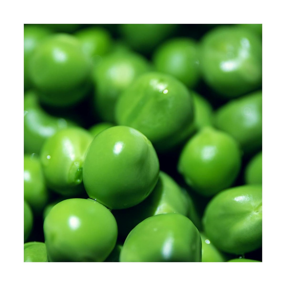 Graines de pois nain grain ridé lincoln/pisum sativum nain grain ridé lincoln[-]sachet de 80 gr.