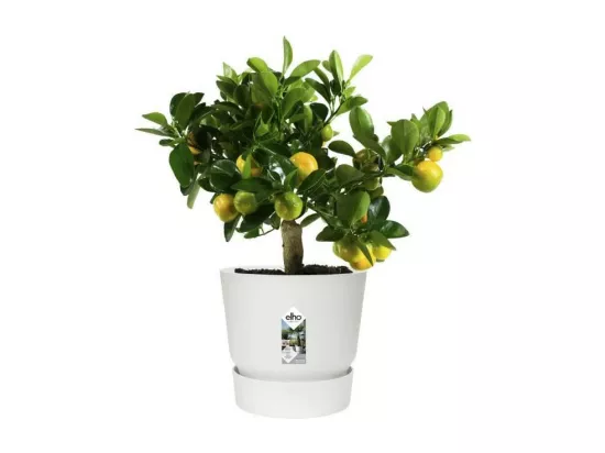 ELHO Pot de fleurs rond Greenville 25 - Exterieur - O 24,48 x H 23,31 cm - Blanc