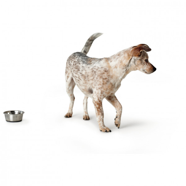 Hunter - Bol acier inoxydable - Accessoire pour chien