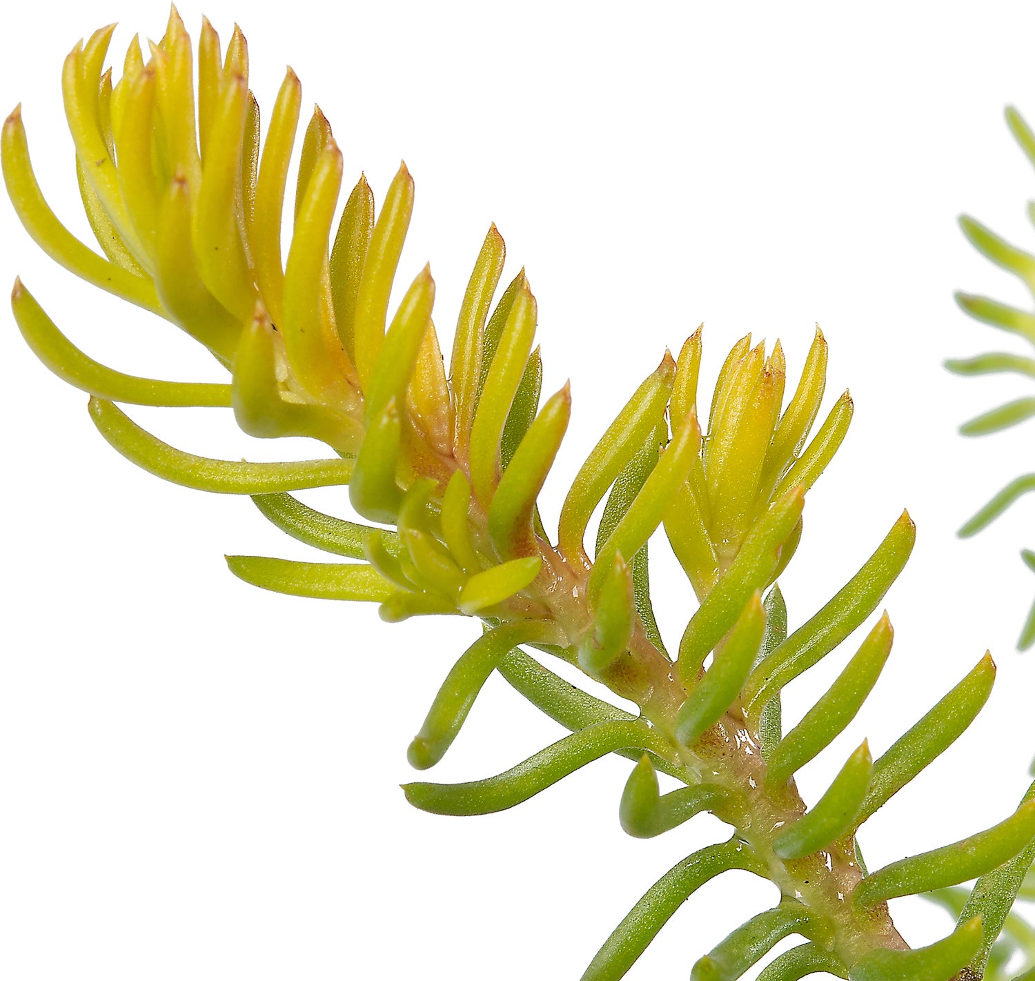 Vetkruid (Sedum reflexum 'Angelina') D 9 H 10 cm