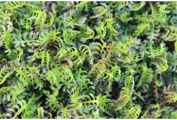 Koperknoopje (Leptinella squalida) D 9 H 10 cm